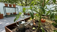 Tomaten richtig gießen: Was Tropfen am Morgen und Blattrollen dir verraten