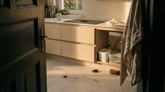 So schützt du Küche, Bad und Vorräte vor Kakerlaken – und vor dem, was sie mitbringen