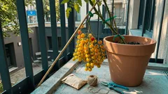 Tomaten mit XXL-Rispen: Welche Sorten sich lohnen — und wie die Trauben nicht abbrechen