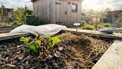 Erdbeeren im Frühjahr: Drei Fehler, die viele übersehen – so startest du richtig in die Saison