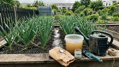 Große Knoblauchknollen ohne viel Aufwand: Der richtige Kalium‑Phosphor‑Moment und weniger Wasser vor der Ernte